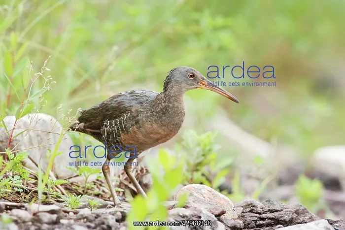 : Clapper Rail : Clapper Rail
