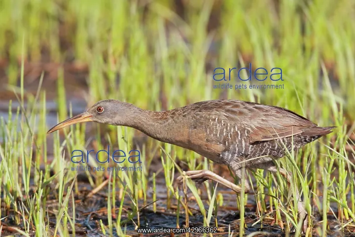 : Clapper Rail : Clapper Rail