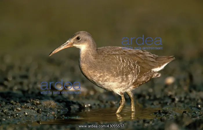 : Clapper Rail : Clapper Rail