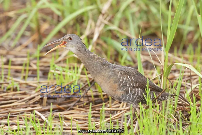 : Clapper Rail - calling : Clapper Rail - calling