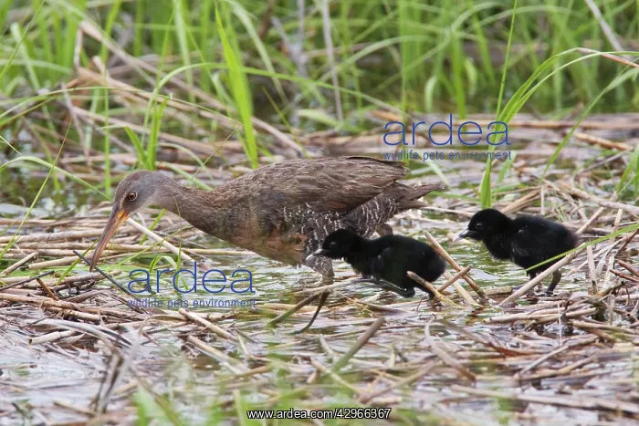 : Clapper Rail - with chicks : Clapper Rail - with chicks