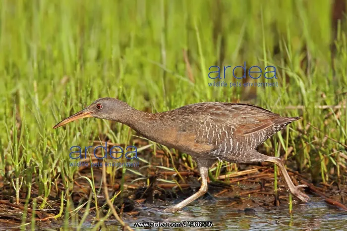 : Clapper Rail. CT : Clapper Rail. CT