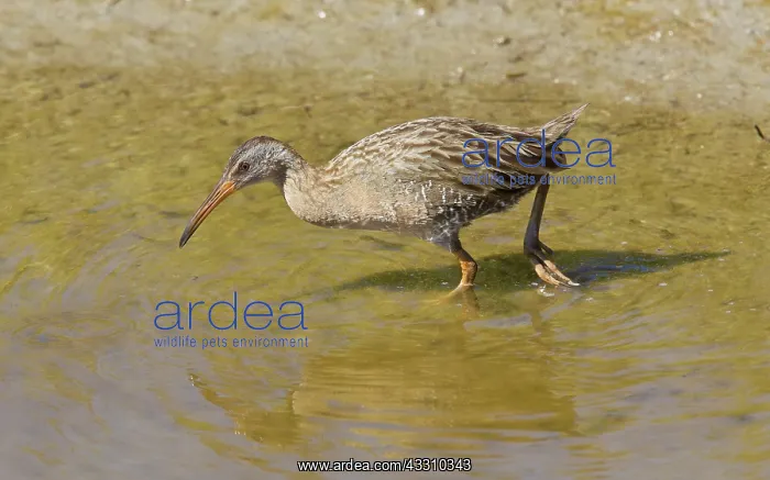 : Clapper Rail - feeding along edge of saltmarsh in winter : Clapper Rail - feeding along edge of saltmarsh in winter
