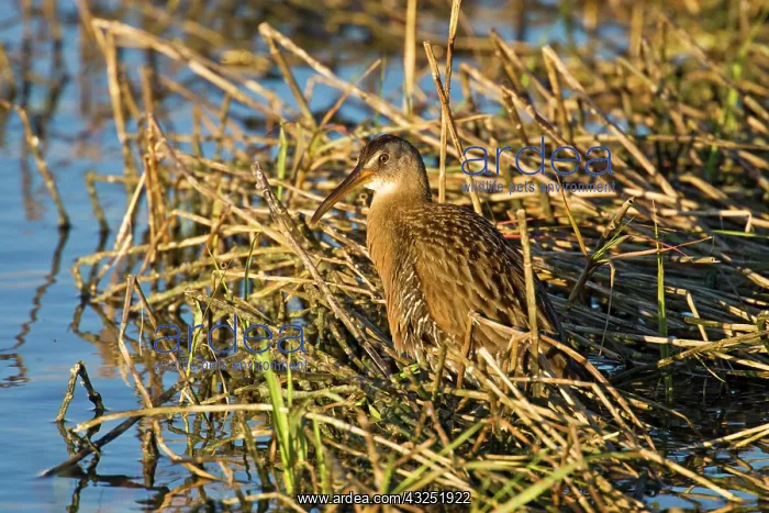 : Clapper Rail (Rallus longirostris) adult : Clapper Rail (Rallus longirostris) adult