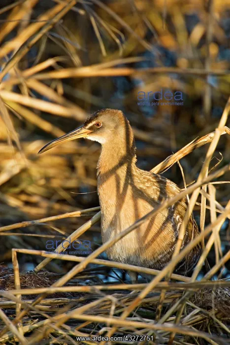  : Clapper Rail (Rallus longirostris) adult