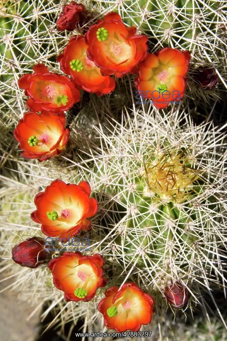 : Claret Cup Cactus : Claret Cup Cactus