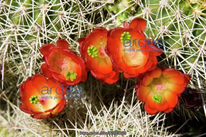 : Claret Cup Cactus : Claret Cup Cactus