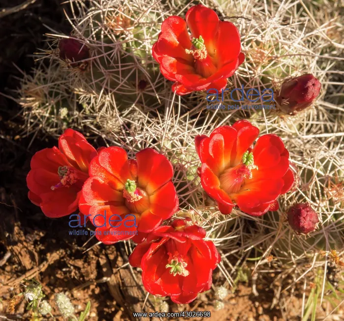 : Claret Cup Cactus : Claret Cup Cactus