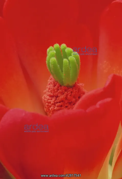 : Claret Cup Cactus Blossom : Claret Cup Cactus Blossom