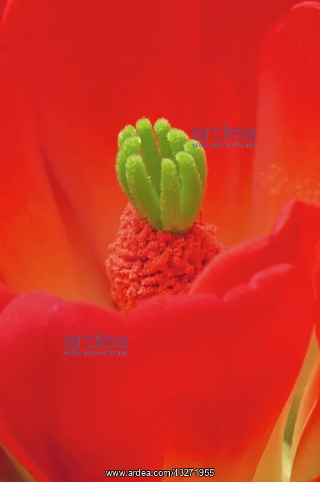 : Claret Cup Cactus Blossum - New Mexico : Claret Cup Cactus Blossum - New Mexico