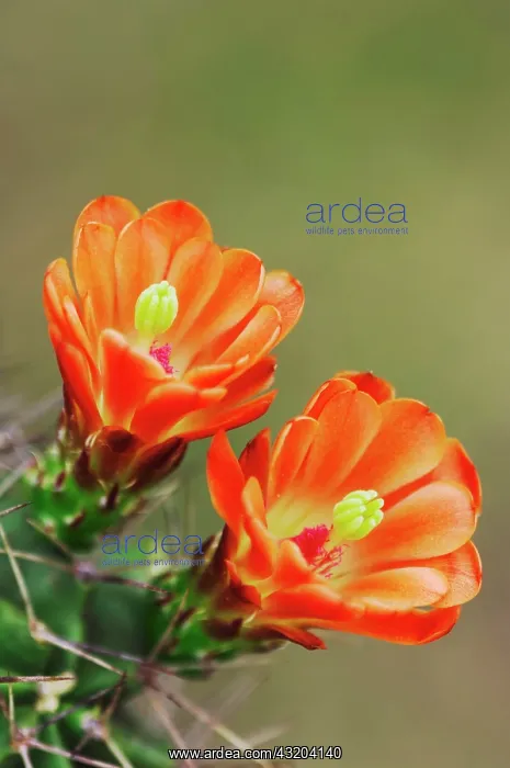 : Claret Cup Cactus (Echinocereus triglochidiatus) : Claret Cup Cactus (Echinocereus triglochidiatus)