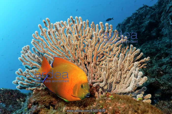 : Clarion angelfish (Holacanthus clarionensis) and : Clarion angelfish (Holacanthus clarionensis) and