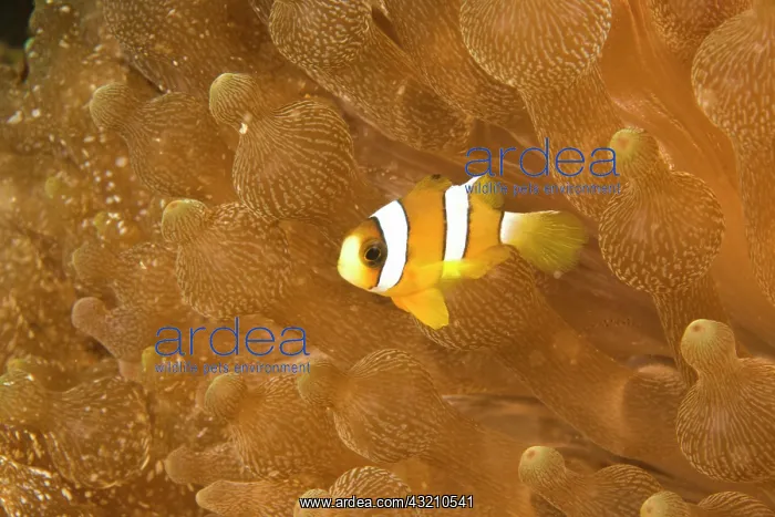 : Clark's Anemonefish (Amphiprion clarkii) : Clark's Anemonefish (Amphiprion clarkii)
