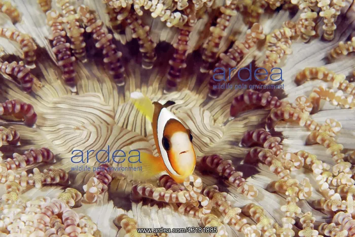 : Clark's anemonefish (Amphiprion clarkii) with Glass : Clark's anemonefish (Amphiprion clarkii) with Glass