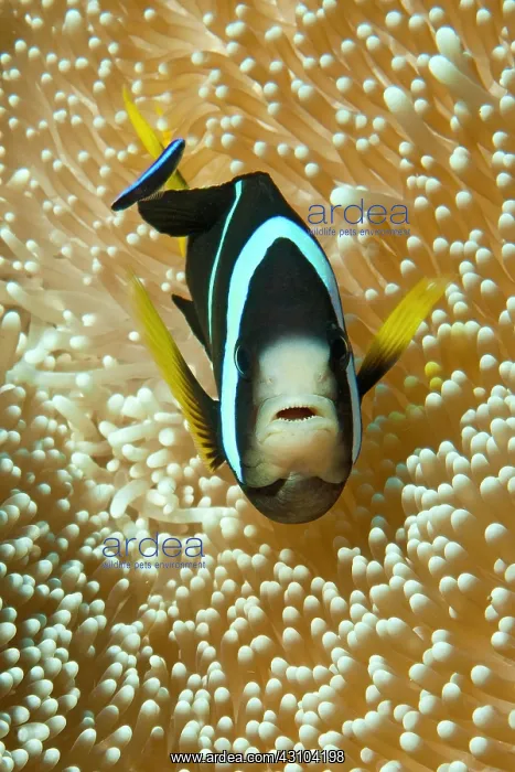 : Clark's anemonefish (Amphiprion clarkii), Indian : Clark's anemonefish (Amphiprion clarkii), Indian