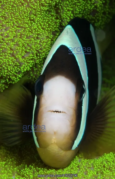 : Clark's Anemonefish in anemone : Clark's Anemonefish in anemone