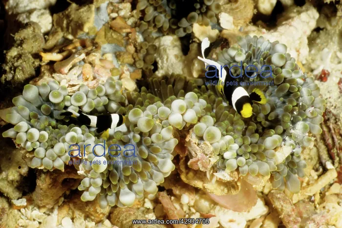 : Clark's anemonefish in bulb-tentacle sea anemone : Clark's anemonefish in bulb-tentacle sea anemone