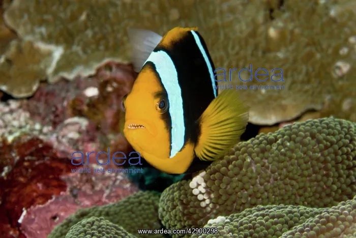 : Clarks Anemonefish - female : Clarks Anemonefish - female