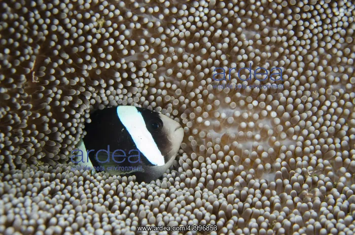 : Clark's Anemonefish - in Sea Anemone (Stichodactyla : Clark's Anemonefish - in Sea Anemone (Stichodactyla