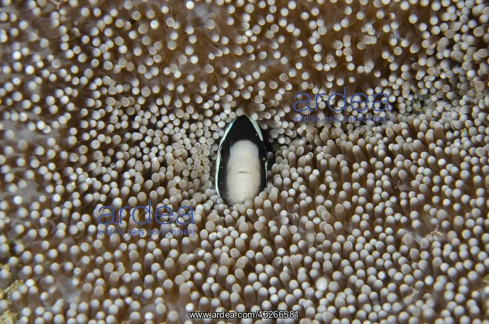 : Clark's Anemonefish - in Sea Anemone (Stichodactyla : Clark's Anemonefish - in Sea Anemone (Stichodactyla
