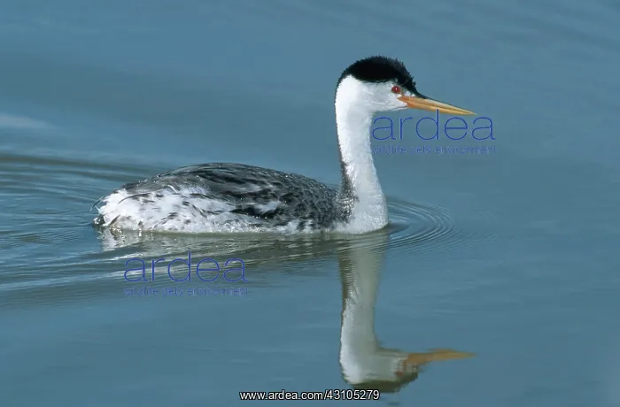  : Clark's Grebe
