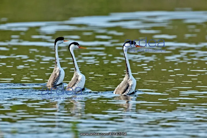 : Clark's Grebe after the dance : Clark's Grebe after the dance