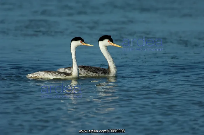 : Clark's Grebes (Aechmophorus clarkii) : Clark's Grebes (Aechmophorus clarkii)