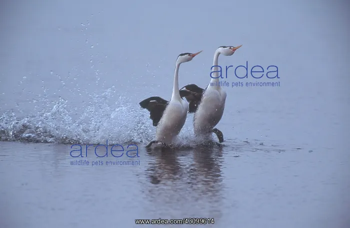 : Clark's Grebes Dancing : Clark's Grebes Dancing