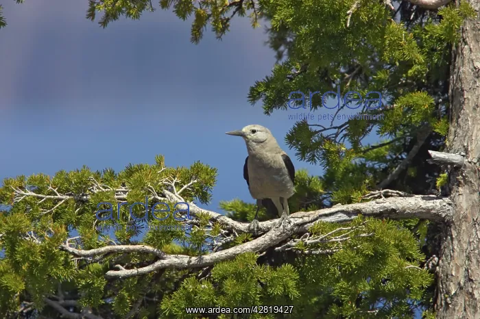 : Clark's Nutcracker : Clark's Nutcracker