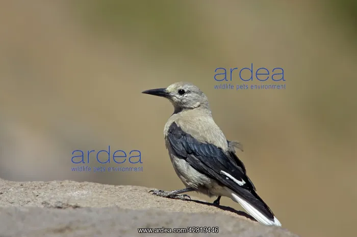 : Clark's Nutcracker : Clark's Nutcracker