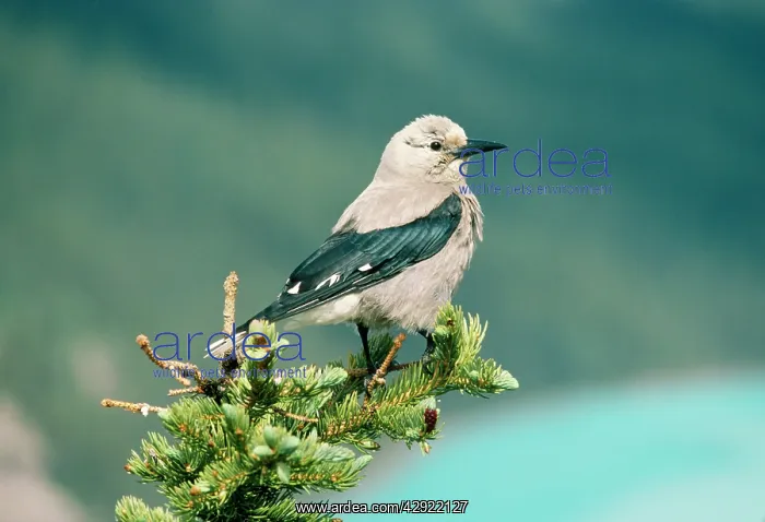: Clark's Nutcracker : Clark's Nutcracker