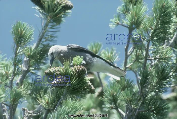 : Clark's Nutcracker : Clark's Nutcracker