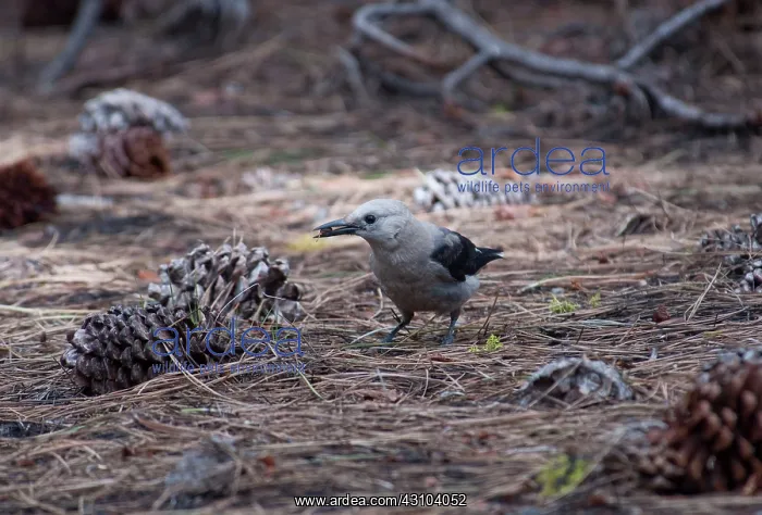 : Clark's Nutcracker : Clark's Nutcracker