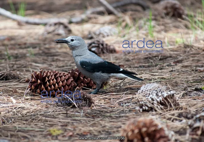 : Clark's Nutcracker : Clark's Nutcracker