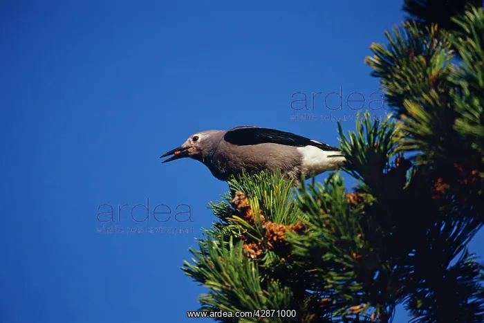 : Clark's Nutcracker - harvesting seed from Whitebark : Clark's Nutcracker - harvesting seed from Whitebark