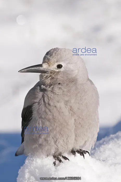 : Clarks Nutcracker (Nucifraga columbiana), in the : Clarks Nutcracker (Nucifraga columbiana), in the