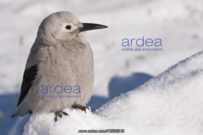 : Clark's Nutcracker (Nucifraga columbiana), in the : Clark's Nutcracker (Nucifraga columbiana), in the