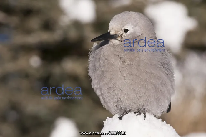 : Clark's Nutcracker (Nucifraga columbiana), in the : Clark's Nutcracker (Nucifraga columbiana), in the
