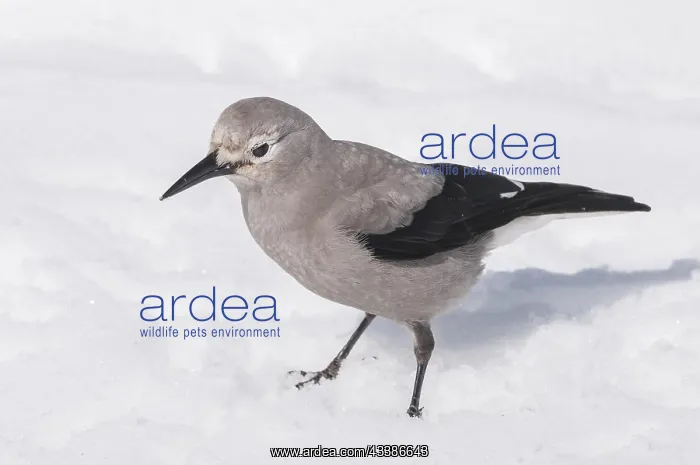  : Clark's Nutcracker (Nucifraga columbiana), in snow