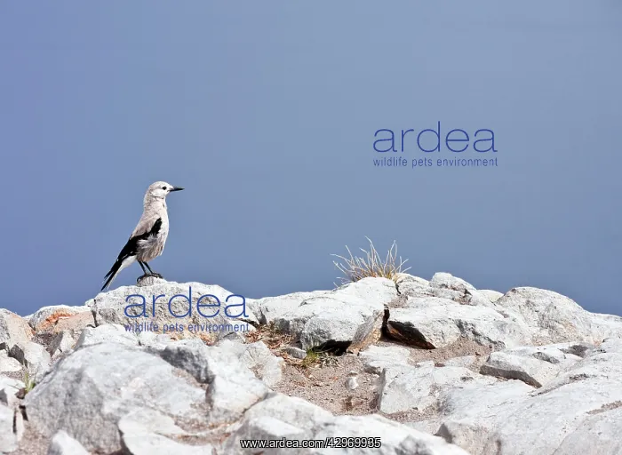 : Clark's Nutcracker - on rocks : Clark's Nutcracker - on rocks