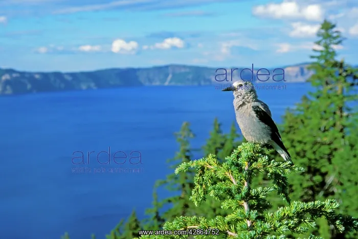 : Clark's Nutcracker - sitting in top of hemlock tree : Clark's Nutcracker - sitting in top of hemlock tree