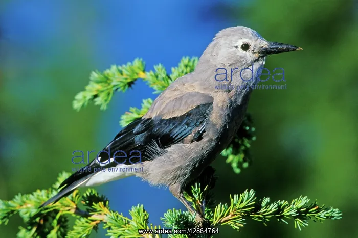 : Clark's Nutcracker - sitting in top of hemlock tree : Clark's Nutcracker - sitting in top of hemlock tree