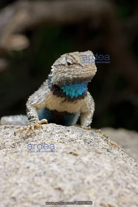 : Clark's Spiny Lizard : Clark's Spiny Lizard