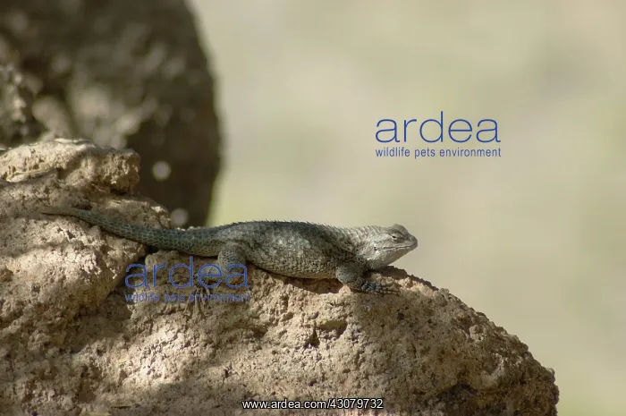 : Clark's Spiny Lizard (Sceloporus clarkii) : Clark's Spiny Lizard (Sceloporus clarkii)