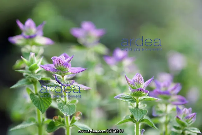 : Clary sage, Salvia viridis Marble Arch mixed : Clary sage, Salvia viridis Marble Arch mixed