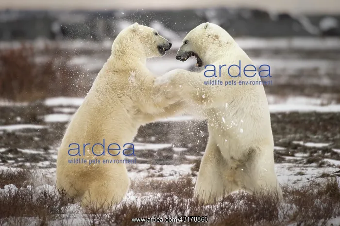 : Clash of the titans - two fighting polar bears : Clash of the titans - two fighting polar bears