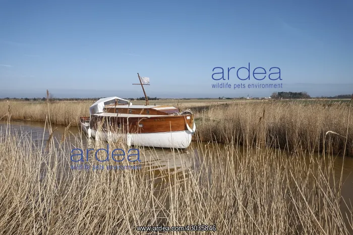 : Classic Broads Boat on Waxham New Cut, Norfolk Broads U : Classic Broads Boat on Waxham New Cut, Norfolk Broads U