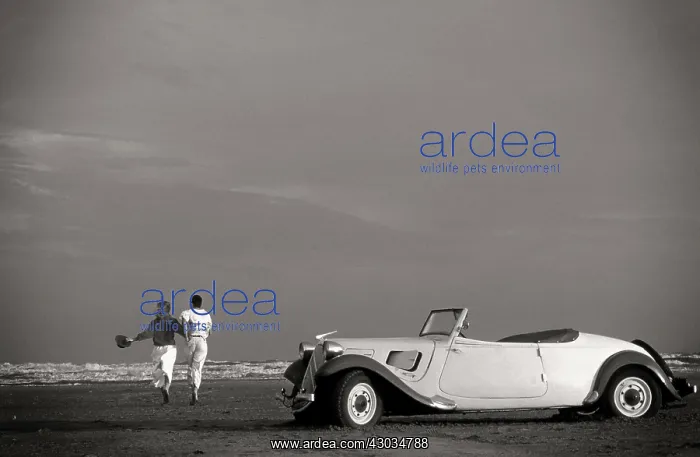 : Classic Car : Classic Car