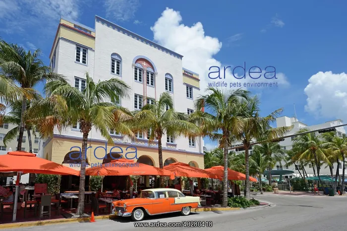: A classic car parked on Ocean Drive, South Beach : A classic car parked on Ocean Drive, South Beach