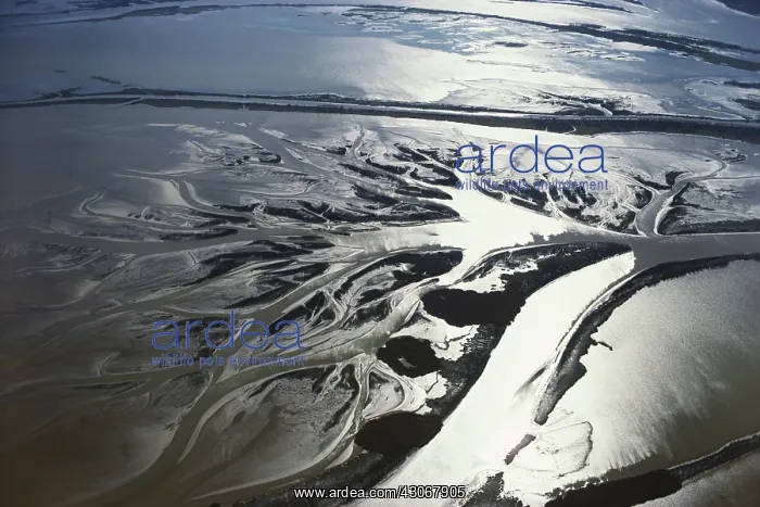 : Classic Crowsfoot Delta : Classic Crowsfoot Delta